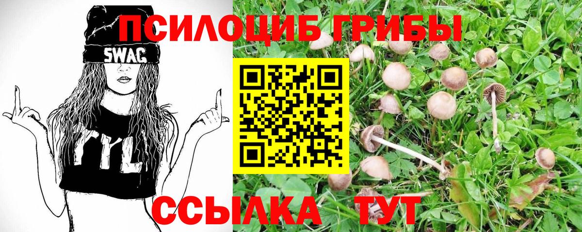 Ессентуки  Псилоцибиновые грибы мицелий  Псилоцибиновые грибы Psilocybine cubensis  Вход с VPN 